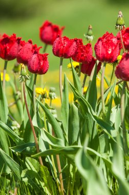 Çiçekler, bahar yatay. Lale. Lale güzel buket. renkli lale. lale bahar, renkli lale içinde. Çiçek Lale arka plan. Güzel bir renk laleler manzarası. 