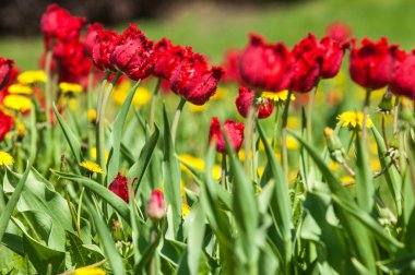 Çiçekler, bahar yatay. Lale. Lale güzel buket. renkli lale. lale bahar, renkli lale içinde. Çiçek Lale arka plan. Güzel bir renk laleler manzarası. 
