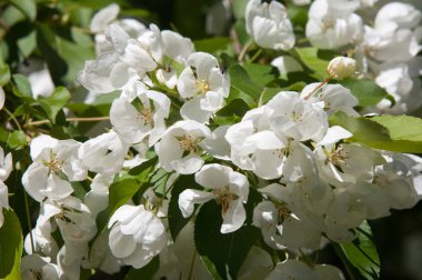 Elma ağacının çiçekleri. İlkbaharda çiçek açan elma. Güzel çiçek açan elma bahçesi. Üreme organlarının (stamens ve meyve oluşan bitki, tohum parçası),