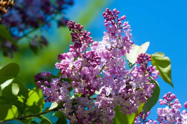 Güzel mor menekşe çiçekleri. Mor çiçekleri kapatın. Bahar çiçeği, leylak dalı. Leylak çalısı, leylak arkaplan. Bahar leylağı çiçekli dal.