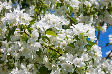 Elma ağacının çiçekleri. İlkbaharda çiçek açan elma. Güzel çiçek açan elma bahçesi. Üreme organlarının (stamens ve meyve oluşan bitki, tohum parçası),