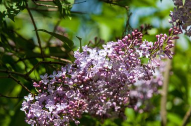 Güzel mor menekşe çiçekleri. Mor çiçekleri kapatın. Bahar çiçeği, leylak dalı. Leylak çalısı, leylak arkaplan. Bahar leylağı çiçekli dal.