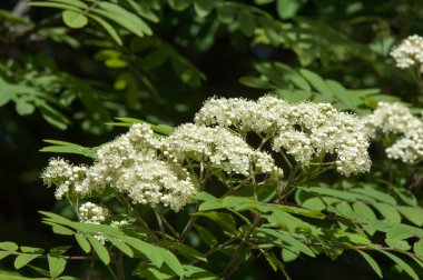 Çam bahar fışkın. Genç yeşil çam dalı. Bahar Orman. Çam ile yeni bir ivme ve erkek önümüzdeki bahar dalı. çam dal altın güneş