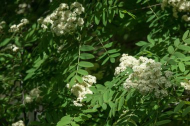 Çam bahar fışkın. Genç yeşil çam dalı. Bahar Orman. Çam ile yeni bir ivme ve erkek önümüzdeki bahar dalı. çam dal altın güneş