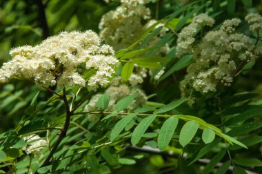 Çam bahar fışkın. Genç yeşil çam dalı. Bahar Orman. Çam ile yeni bir ivme ve erkek önümüzdeki bahar dalı. çam dal altın güneş