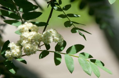 Çam bahar fışkın. Genç yeşil çam dalı. Bahar Orman. Çam ile yeni bir ivme ve erkek önümüzdeki bahar dalı. çam dal altın güneş