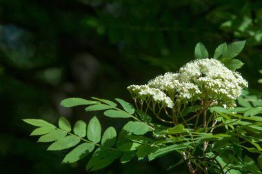 Çam bahar fışkın. Genç yeşil çam dalı. Bahar Orman. Çam ile yeni bir ivme ve erkek önümüzdeki bahar dalı. çam dal altın güneş