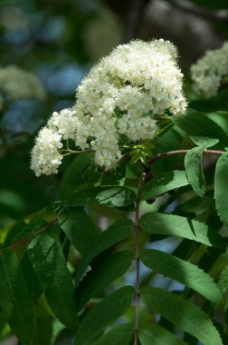 Çam bahar fışkın. Genç yeşil çam dalı. Bahar Orman. Çam ile yeni bir ivme ve erkek önümüzdeki bahar dalı. çam dal altın güneş
