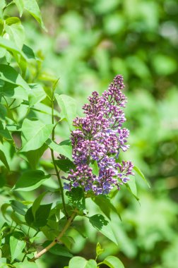 Güzel mor menekşe çiçekleri. Mor çiçekleri kapatın. Bahar çiçeği, leylak dalı. Leylak çalısı, leylak arkaplan. Bahar leylağı çiçekli dal.
