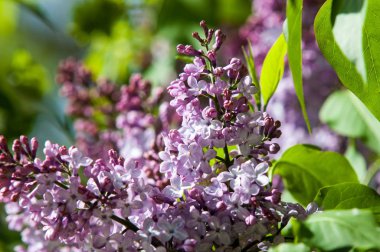 Güzel mor menekşe çiçekleri. Mor çiçekleri kapatın. Bahar çiçeği, leylak dalı. Leylak çalısı, leylak arkaplan. Bahar leylağı çiçekli dal.