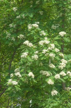 Çam bahar fışkın. Genç yeşil çam dalı. Bahar Orman. Çam ile yeni bir ivme ve erkek önümüzdeki bahar dalı. çam dal altın güneş