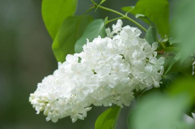 Çiçek leylak yeşil yaprakları yakın çekim bir arka plan üzerinde beyaz. Beyaz Lila çiçek arka plan / beyaz leylak makro / bahar çiçek / şırınga vulgaris. 