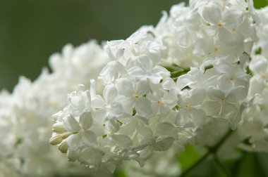 Çiçek leylak yeşil yaprakları yakın çekim bir arka plan üzerinde beyaz. Beyaz Lila çiçek arka plan / beyaz leylak makro / bahar çiçek / şırınga vulgaris. 