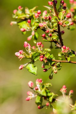 Unblown meyve ağacı, elma çiçeği kırmızı çiçek tomurcukları