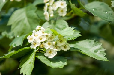 Çiçekler alıç. Bahar ağacında alıç çiçeği.. 