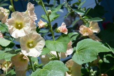 Ebegümeci çiçekler. kıllı kaynaklanıyor, pembe ya da mor çiçekler ve disk şeklinde meyve otsu bir bitki. Birkaç tür süsbitkileri yetiştirilen ve bazı yemeklik.