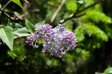 Eflatun çiçekler. Arka plan bulanık ile yeşil yaprakları ile leylak dalı solgun eflatun çiçekler. Bahar eflatun çiçekli yeşil dal. Yaprakları ile Lila çiçek şube