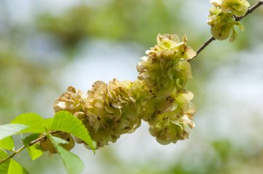 Elms, Karagach çiçekler. Karaağaç, karaağaç ağaç meyve