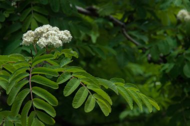 Dağ kül çiçekler. Ashberry Sorbus aucuparia L. yeşillik ve çiçek çiçeklenme. Sıradan bir dal benekli yeşil arka plan üzerinde beyaz büyük çiçekli kayalar