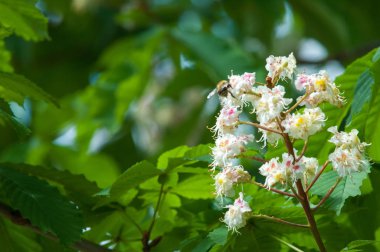 Kestane çiçekler. Şube kestane kapatın. Beyaz kestane çiçekleri yemyeşil yeşil yaprakları arka planı fotoğraflandı. Çiçekli dallar kestane ağacının