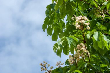 Kestane çiçekler. Şube kestane kapatın. Beyaz kestane çiçekleri yemyeşil yeşil yaprakları arka planı fotoğraflandı. Çiçekli dallar kestane ağacının