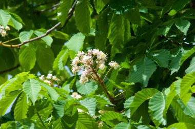 Kestane çiçekler. Şube kestane kapatın. Beyaz kestane çiçekleri yemyeşil yeşil yaprakları arka planı fotoğraflandı. Çiçekli dallar kestane ağacının