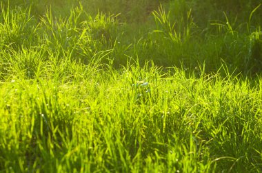 Doku, arka plan, desen. Güneş tarafından aydınlatılmış çim aydınlatma