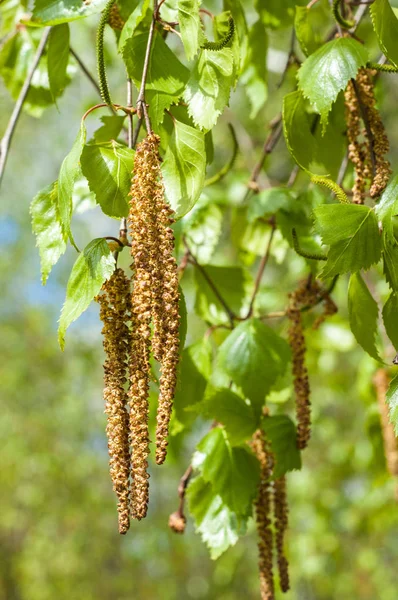 Arka plan resmi, bahar peyzaj, ağaçlar ilk yaprak dokusu