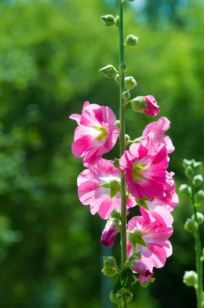 Ebegümeci Çiçekler Kıllı Kaynaklanıyor Pembe Mor Çiçekler Disk Şeklinde Meyve — Stok fotoğraf
