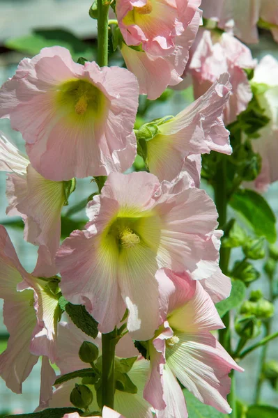 Ebegümeci çiçekler. kıllı kaynaklanıyor, pembe ya da mor çiçekler ve disk şeklinde meyve otsu bir bitki. Birkaç tür süsbitkileri yetiştirilen ve bazı yemeklik.