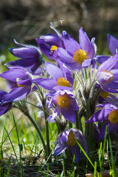 Bahar manzara. Çiçekleri içinde belgili tanımlık vahşi. Bahar çiçek Pulsatilla. Pasque çiçek ya da pasqueflower, Rüzgar çiçek, çayır bitkisi, Paskalya çiçek ve çayır anemone ortak adları dahil. 