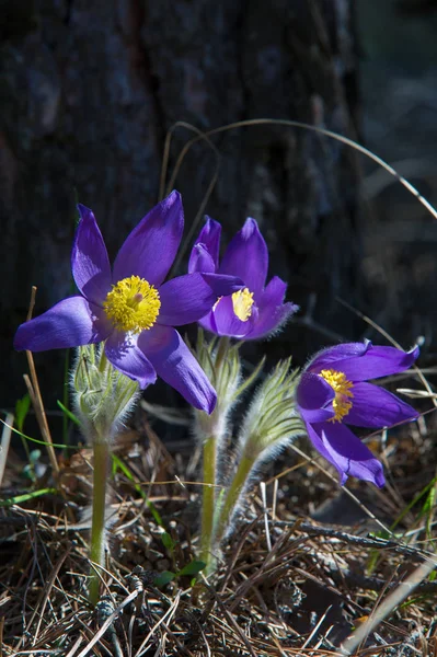 Paesaggio Primaverile Fiori Che Crescono Natura Fiore Primavera Pulsatilla Nomi — Foto Stock