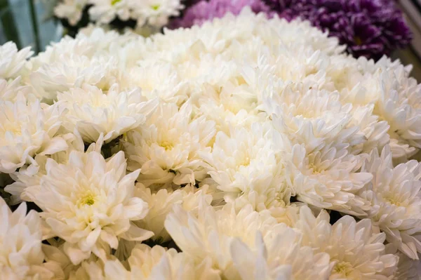 Bir buket çiçek, üstten görünüm, portre resim krizantem.