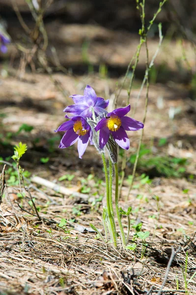 Bahar manzara. Çiçekleri içinde belgili tanımlık vahşi. Bahar çiçek Pulsatilla. Pasque çiçek ya da pasqueflower, Rüzgar çiçek, çayır bitkisi, Paskalya çiçek ve çayır anemone ortak adları dahil. 