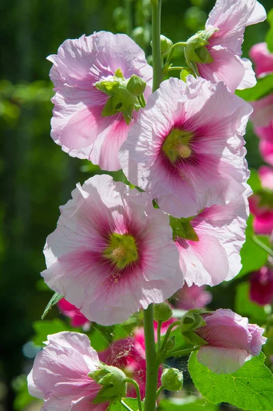 Mallow Květiny Léčivá Rostlina Chlupatou Stonky Růžové Nebo Fialové Květy — Stock fotografie