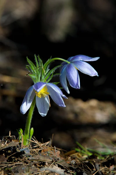 Bahar manzara. Çiçekleri içinde belgili tanımlık vahşi. Bahar çiçek Pulsatilla. Pasque çiçek ya da pasqueflower, Rüzgar çiçek, çayır bitkisi, Paskalya çiçek ve çayır anemone ortak adları dahil. 