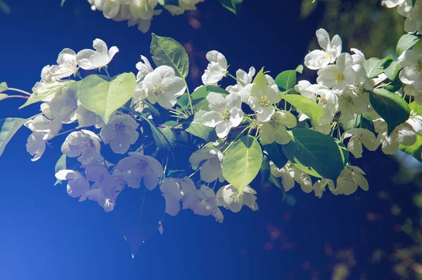 Foto Del Paesaggio Primaverile Alberi Mele Fiore — Foto Stock