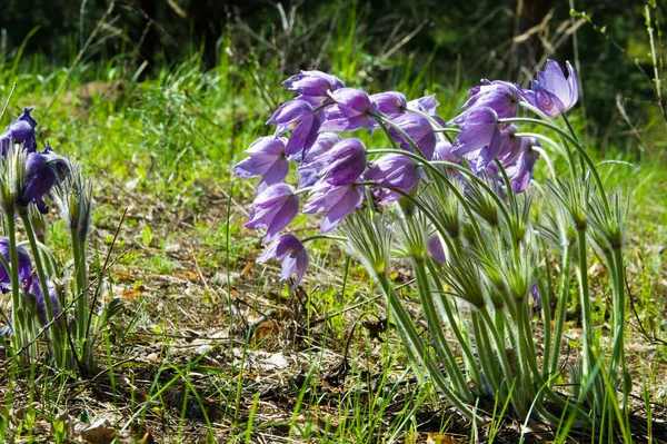 春の風景です 野生の花を 春の花 Pulsatilla 共通の名前を含めるために オキナグサの花や おきなぐさ 風の花 プレーリー クロッカス — ストック写真