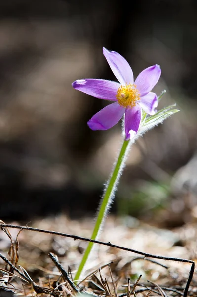 Bahar manzara. Çiçekleri içinde belgili tanımlık vahşi. Bahar çiçek Pulsatilla. Pasque çiçek ya da pasqueflower, Rüzgar çiçek, çayır bitkisi, Paskalya çiçek ve çayır anemone ortak adları dahil. 