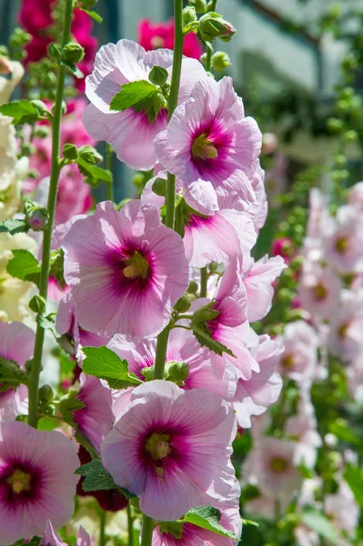 Ebegümeci çiçekler. kıllı kaynaklanıyor, pembe ya da mor çiçekler ve disk şeklinde meyve otsu bir bitki. Birkaç tür süsbitkileri yetiştirilen ve bazı yemeklik.