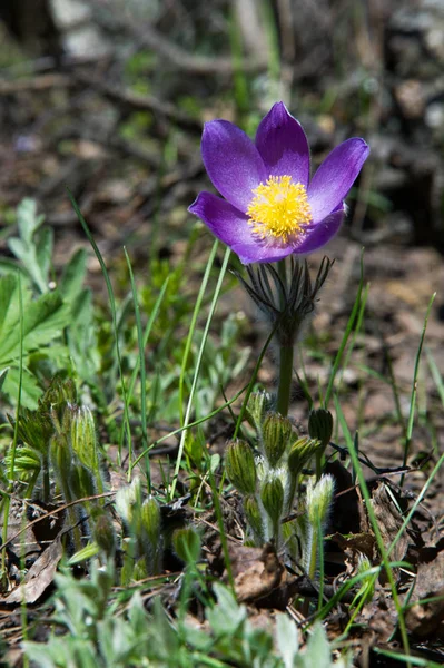 Spring Landscape Flowers Growing Wild Spring Flower Pulsatilla Common Names — Stock Photo, Image