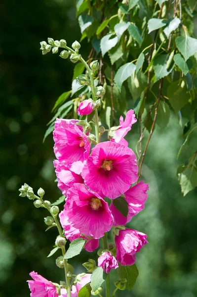 Flores Malva Uma Planta Herbácea Com Caules Peludos Flores Rosa — Fotografia de Stock