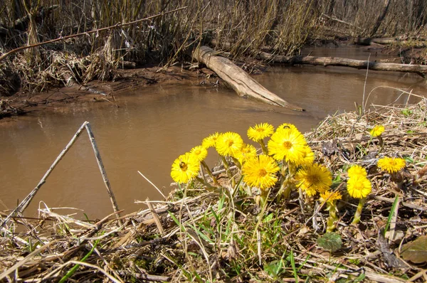 Coltsfoot bilinen Tussilago farfara bitki papatya ailesindeki groundsel kabile bir bitkidir