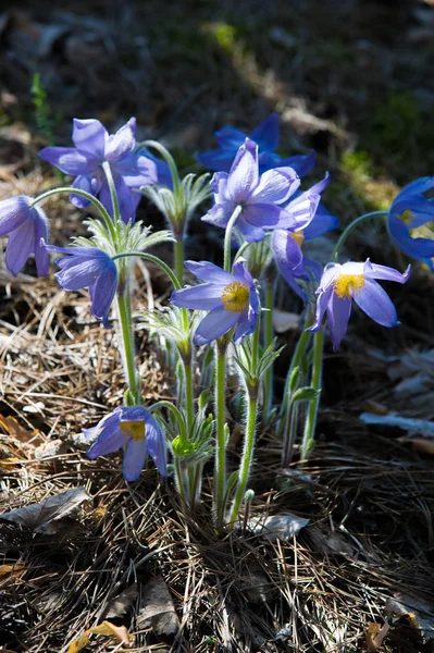 Bahar manzara. Çiçekleri içinde belgili tanımlık vahşi. Bahar çiçek Pulsatilla. Pasque çiçek ya da pasqueflower, Rüzgar çiçek, çayır bitkisi, Paskalya çiçek ve çayır anemone ortak adları dahil. 