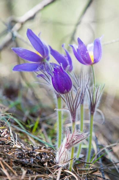 Bahar manzara. Çiçekleri içinde belgili tanımlık vahşi. Bahar çiçek Pulsatilla. Pasque çiçek ya da pasqueflower, Rüzgar çiçek, çayır bitkisi, Paskalya çiçek ve çayır anemone ortak adları dahil. 