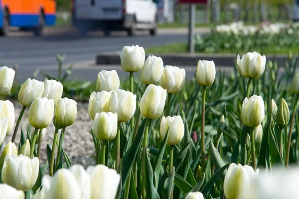 Çiçek fotoğrafı. Güzel beyaz laleler flowerbed portre. Çiçek arka plan. Yaz bahçe peyzaj tasarımı.