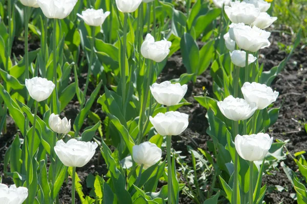 Photo Flowers Beautiful White Tulips Flowerbed Closeup Flower Background Summer — Stock Photo, Image