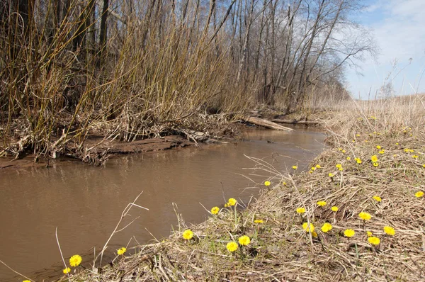 Coltsfoot bilinen Tussilago farfara bitki papatya ailesindeki groundsel kabile bir bitkidir