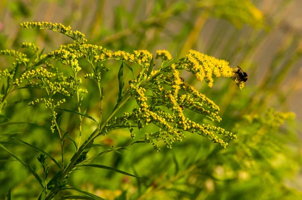 Solidago, goldenrods, yaygın olarak adlandırılan bir tür Aster, bitki ailesindeki çiçekli bitki cinsidir. Bunların çoğu çok yıllık otsu türler açık yerlerde bulundu