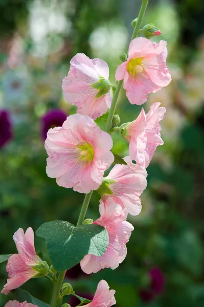 Flores Malva Uma Planta Herbácea Com Caules Peludos Flores Rosa — Fotografia de Stock